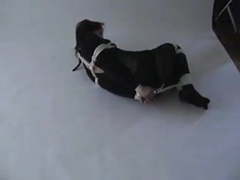 CrocoList presents: Hogtied in catsuit